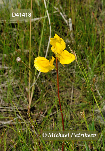 Horned Bladderwort (Utricularia cornuta)